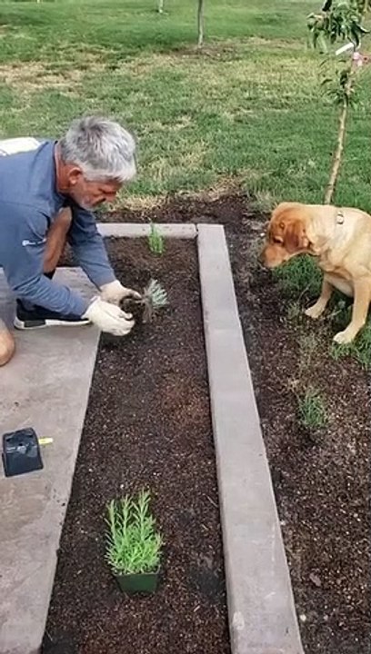 Finalement,_avoir_un_toutou_qui_creuse_des_trous_dans_le_jardin,_ça_peut_être_utile_Crédit_vidéo_:_Pinterest_@LepetoPin(