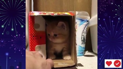 Actually Starting Funny Cats Videos