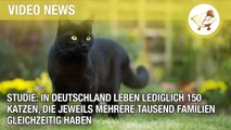 In Deutschland leben nur 150 Katzen, die jeweils mehrere tausend Familien gleichzeitig haben