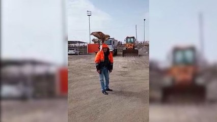 BESLEDİĞİ ŞAHİNİ SIRTINDA VE BAŞINDA TAŞIYOR