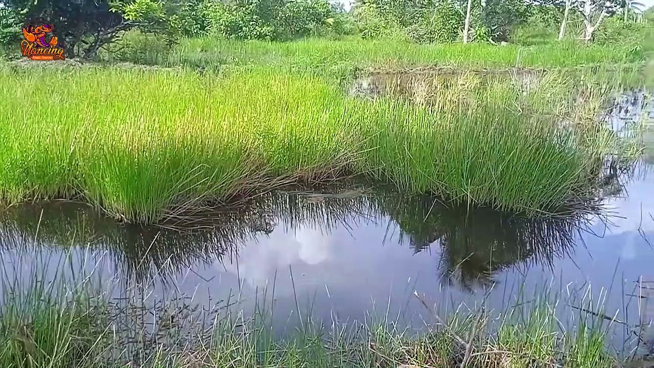 CARA MANCING IKAN BETOK PALING JITU DAN PASTINYA SELALU PANEN STRIKE