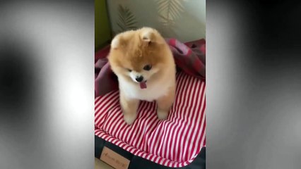 Funny TikTok Pets For You  2