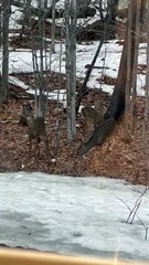 3-Legged Deer in Western Maine Thriving