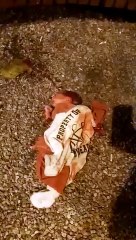 Abandonan a recién nacido en zona 1