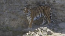 Mykolajiw: Größter Zoo der Ukraine im Kreuzfeuer
