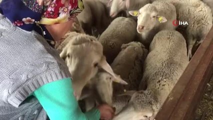 Yolu kapatılan besici kadın açlık grevine başladı