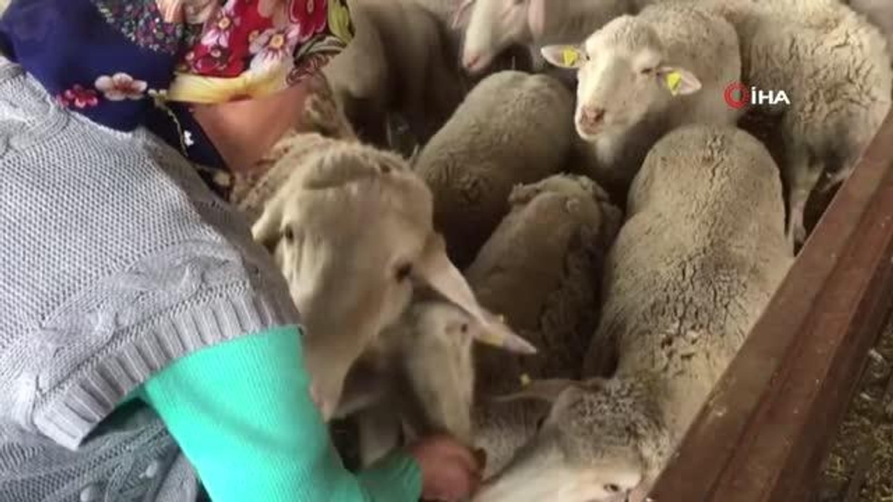 Yolu kapatılan besici kadın açlık grevine başladı