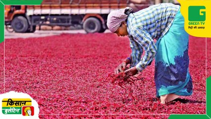 Kisan Bulletin - लाल किसान कर रहे हैं बंपर कमाई, 48000 रुपए प्रति क्विंटल तक पहुंचा मिर्च का भाव | Green TV