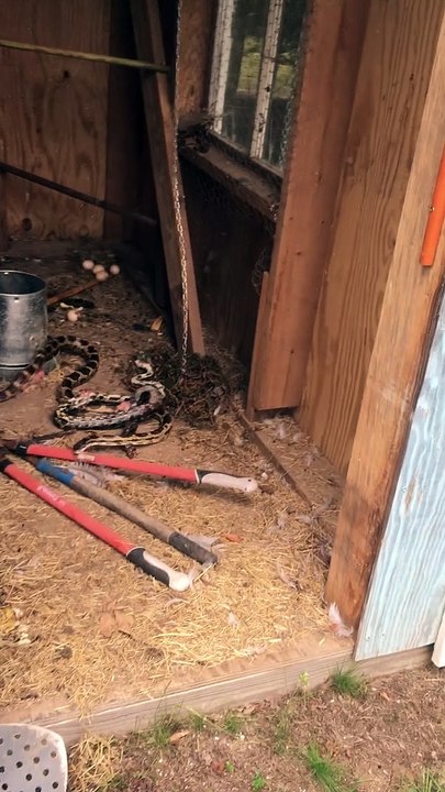 Startling Snakes Cause Comical Scream