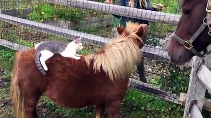 40 Momentos con Caballos Increíbles Que Vale la Pena Ver