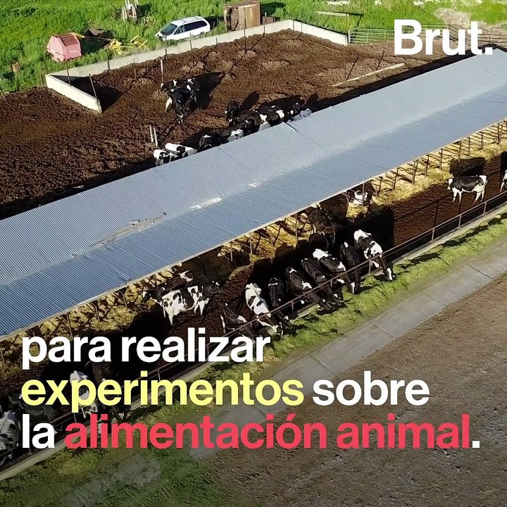 ¿Por qué estas vacas tienen agujeros en sus costados?