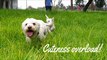 Puppy Day Status video cute funny dog v |  Baby Dogs - Cute and Funny Dog Videos Compilation