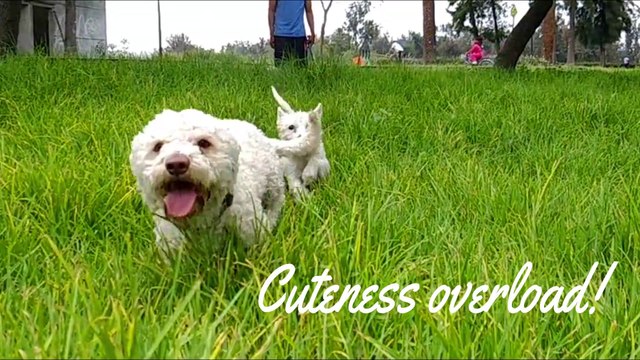 Puppy Day Status video cute funny dog v | Baby Dogs - Cute and Funny Dog Videos Compilation