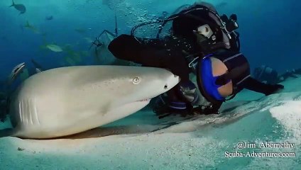 Ce requin aime beaucoup qu'on lui gratte le nez