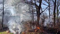 Feu de forêt à Budos 2 (Gironde)