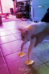 more CATS and DOGS funny FAILS !!!