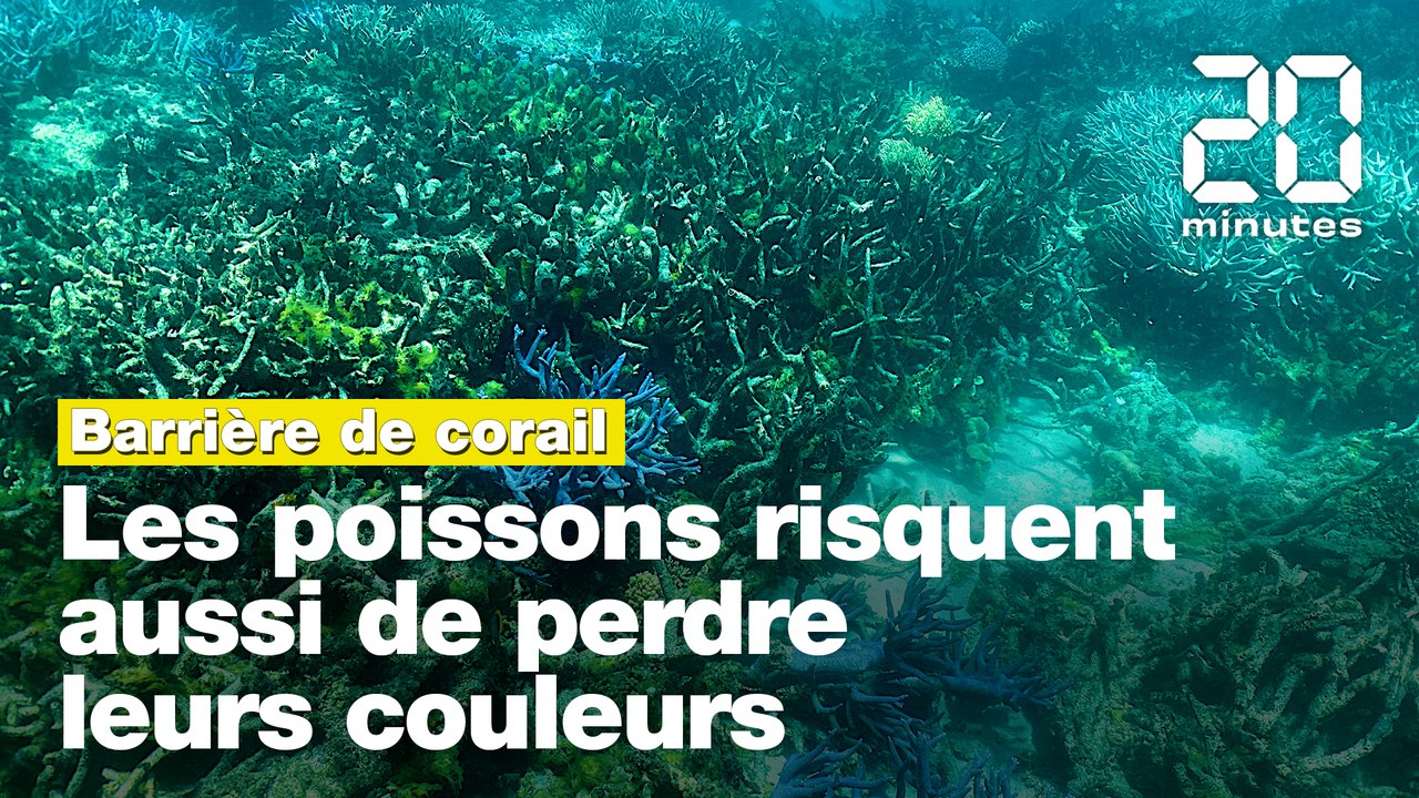 Réchauffement climatique: Les poissons de la Grande barrière de corail risquent aussi de perdre leurs couleurs