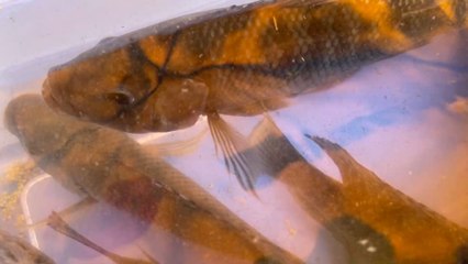 Matagalpa: presos del penitenciario de Waswali certificados en piscicultura