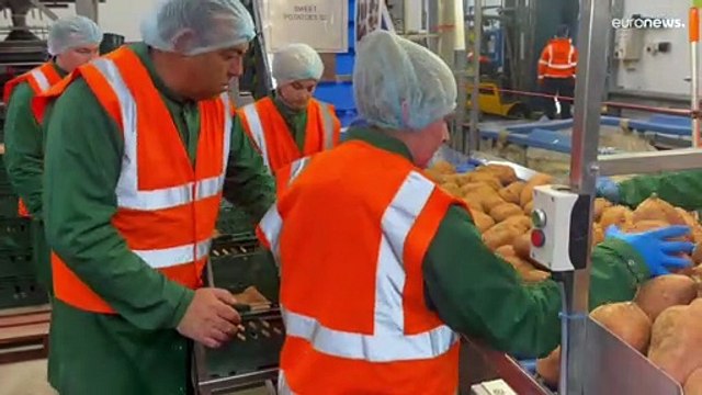 Così, la brexit sta lasciando senza manodopera l'agricoltura britannica