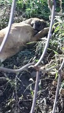 Animais são resgatados em situação degradante em sítio de Sete Lagoas