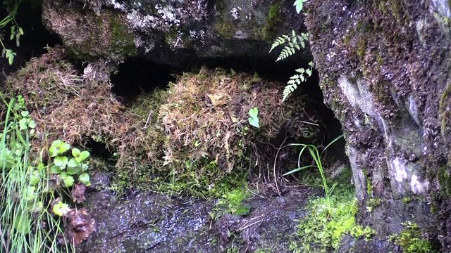 Feeding the mother bird to her chicks