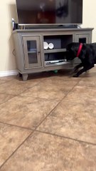 Everyone Needs a Short Friend