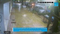 Una rama aplastó un auto frente al Parque Saavedra  durante la tormenta en La Plata
