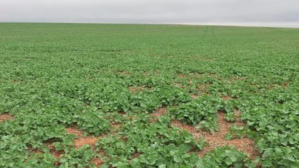 Damien McKelvie in grazing canola crop
