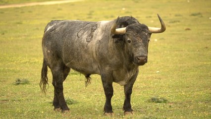 Victorino Martín - Emilio de Justo - Las Ventas