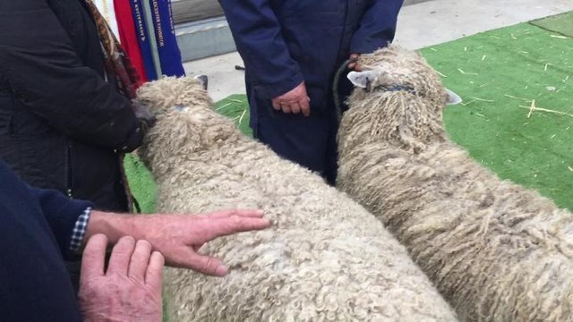 David Jackson judging English Leicesters