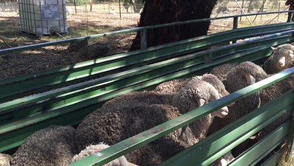 The Land - Bookham Ewe Competition 2017 opening comments