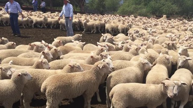 Ewe lambs sold for $145.50