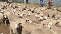 Lambs sold for $126.50