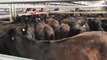 Angus heifers, Reiland-blood weighing 401kg sold for $1205