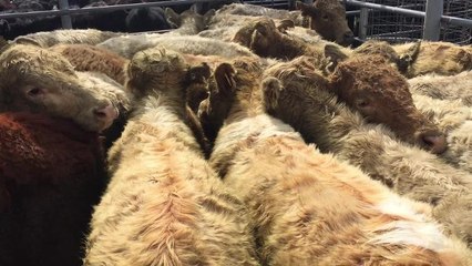 Angus heifers sold for $730