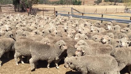Merino ewes bred by the Robertson family, "Sutton Grange", Bookham