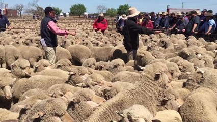 Auction action during the Jerilderie sheep sale