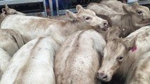 Charolais/Murray Grey heifers sold for $1080