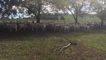 Leo Herbert with Highlander TM ewes