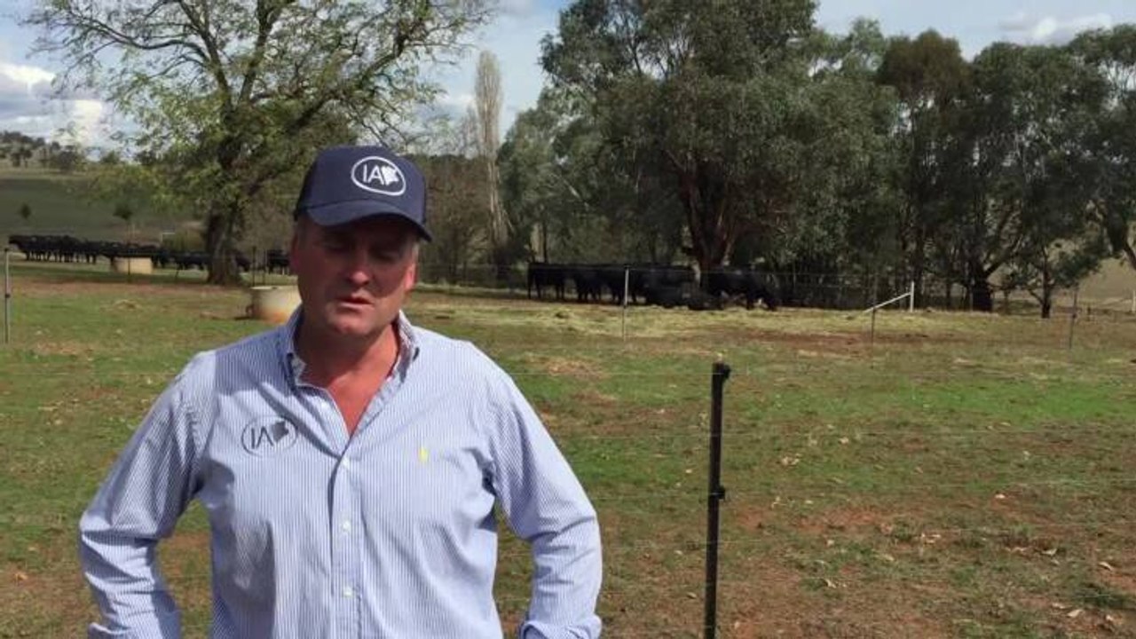 Corey Ireland speaking after his bull sale