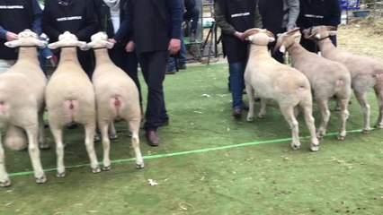 Judging the supreme exhibit