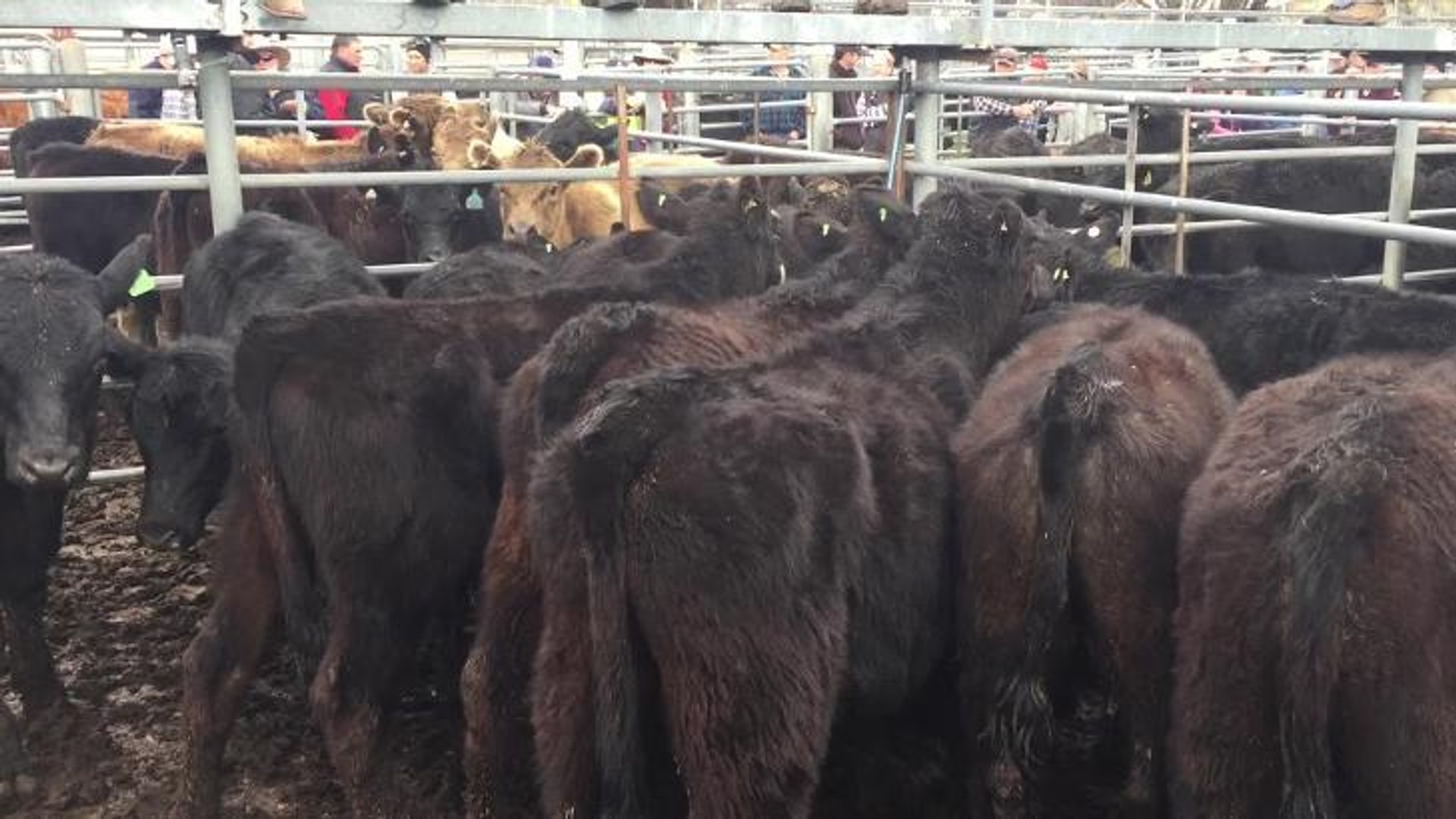 ⁣Angus steers sold for $600