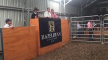 Hazeldean Angus, Cooma bull sale opened.