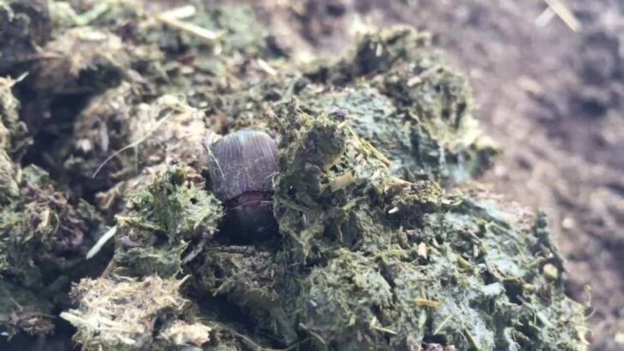 Dung beetle in manure