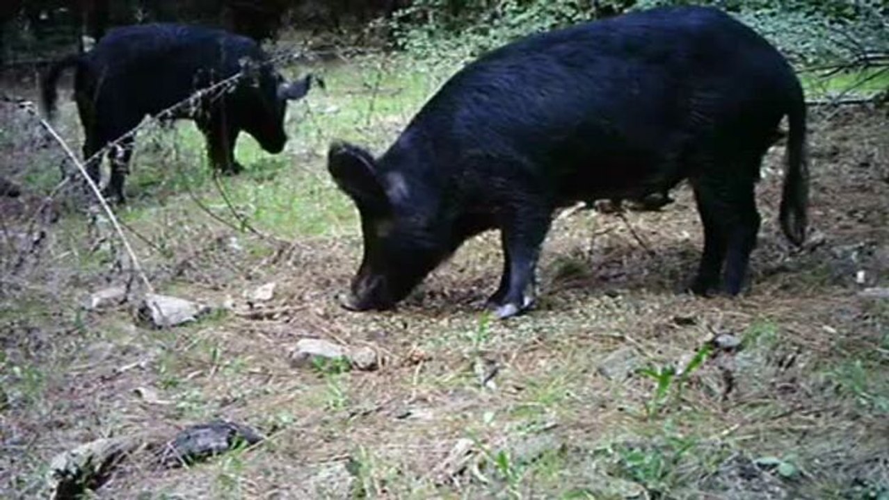 Pigs consuming 1080 grain