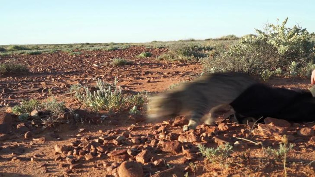 The Land: Cat Release