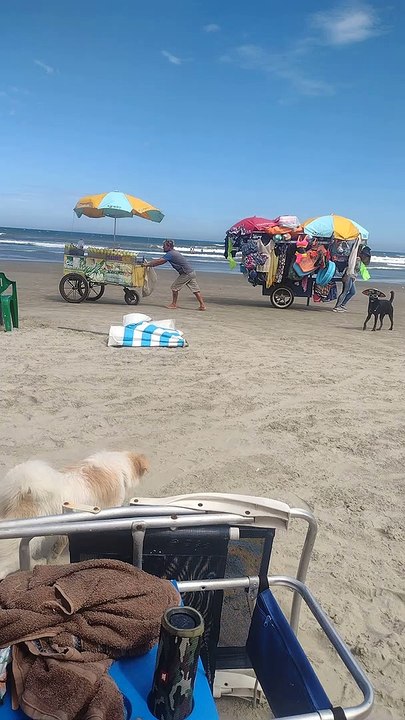 Dog Looks Fresh in Beach Getup
