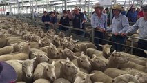 First-cross ewes sold for $240