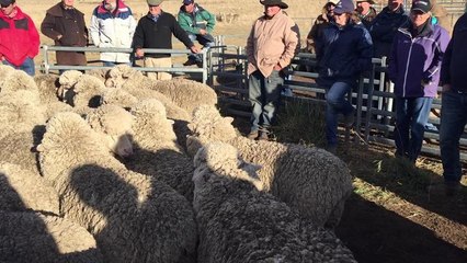 Merino ewes at "Gunyah", Cooma