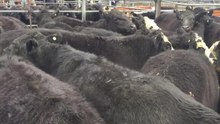 Steers sold for $1195